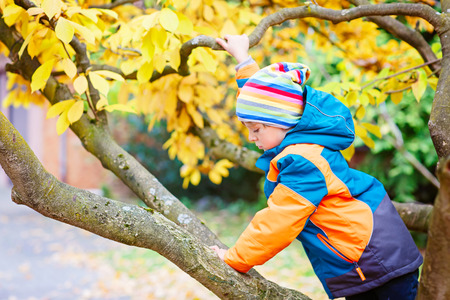 Cute little kid boy enjoying climbing on tree on autumn day. Preschool child in colorful autumnal clothes learning to climb, having fun in garden or park on warm sunny day.の写真素材