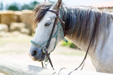 wild white horse of the Camargue, France,の写真素材