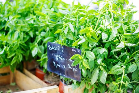Organic fresh basil from mediterranean farmers market. Healthy local food market in Arles, Provence, France.の写真素材