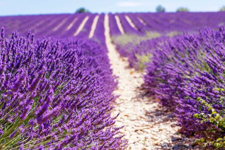 Blooming lavender fields near Valensole in Provence, France.の写真素材