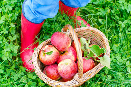 Closeup of basket with red apples and rubber boots on little childの写真素材