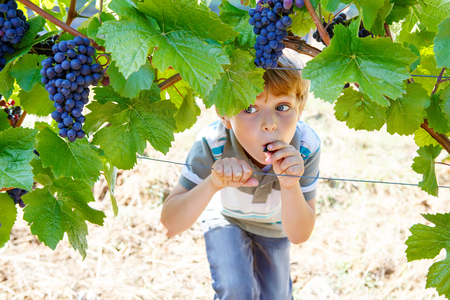 Happy blond kid boy with ripe blue grapesの写真素材
