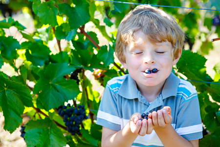 Happy blond kid boy with ripe blue grapesの写真素材