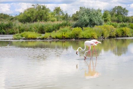 wild flamingo birds in the lake in France, Camargue, Provence.の写真素材