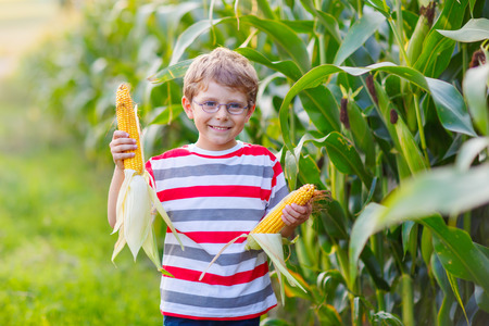 Kid boy with sweet corn on field outdoorsの写真素材