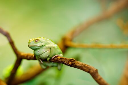 American green tree frog on a treeの写真素材