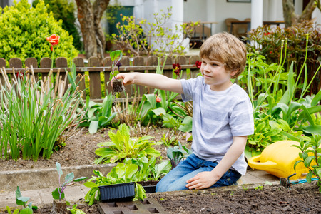 Cute little preschool kid boy planting green salad seedlings in springの写真素材
