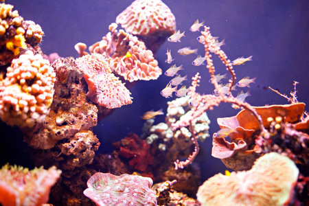 Reef tank, marine aquarium. Blue aquarium full of plants. Tank filled with water for keeping live...