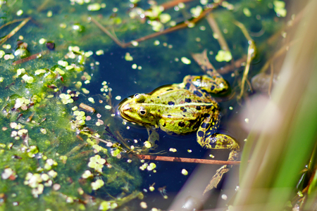 Close-up of a water frog hiding behind grasses in the water pond.の写真素材