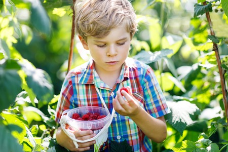Cute little kid picking fresh berries on raspberry field.の写真素材