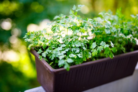 Fresh green parsley on balcony. Healthy herbs for cooking.の写真素材