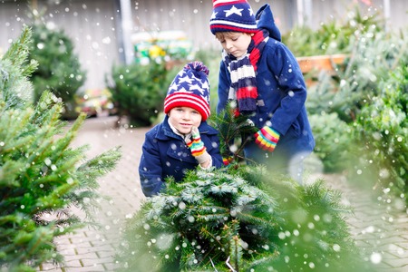 two little kid boys buying christmas tree in outdoor shopの写真素材