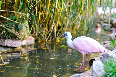 Beautiful pink spoonbill bird. Animal and bird park in Walsrode, Germanyの写真素材