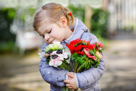 Little toddler lovely girl with red and white ranunculus flowers in spring garden. Happy cute baby holding fresh colorful bouquet as gift for mothers day for mum.の写真素材