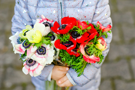 Closeup of little toddler lovely girl hands with red and white ranunculus flowers in spring garden. Close-up of baby holding fresh colorful bouquet as gift for mothers day for mum.の写真素材