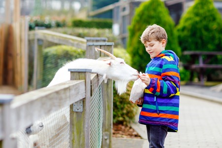 Little school kid boy feeding little goats and sheeps on a kids farm. Beautiful happy healthy child petting animals in the zoo. Excited and happy boy on family weekend.の写真素材