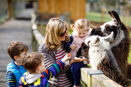 Cute toddler girl, two little school kids boys and young mother feeding lama and alpaca on a kids farm. Three children petting animals in the zoo. Woman with sons, daughter together on family weekendの写真素材