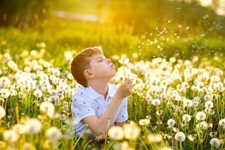 Adorable cute school boy blowing on a dandelion flower on the nature in the summer. Happy healthy beautiful child with blowball, having fun. Bright sunset light, active kid.の写真素材