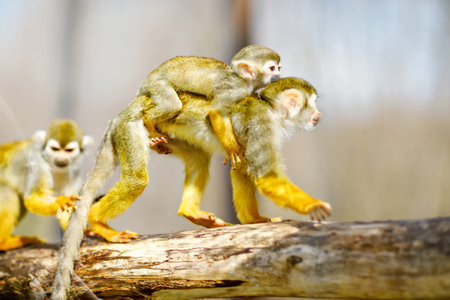 Family of playful quirrel monkeys in a zoo. Animals playing together. Baby monkey hanging on mother