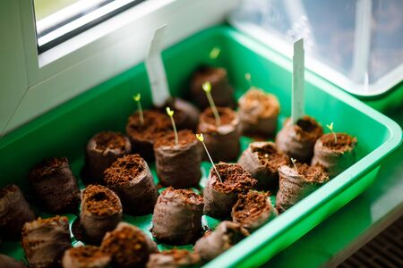 Closeup of tomatoes seedings plants cultivated in organic home greenhouse by family and children.の写真素材