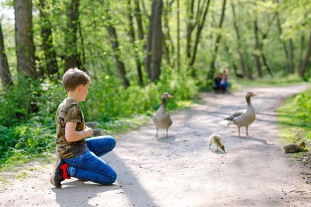Adorable little school kid boy feeding wild geese family in a forest park. Happy child having fun with observing birds and natureの写真素材