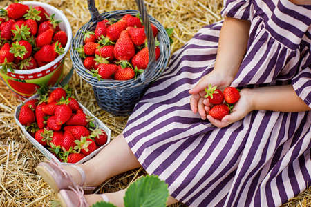 Happy little toddler girl picking and eating strawberries on organic berry farm in summer, on warm sunny day. Child having fun with helping. Kid on strawberry plantation field, ripe red berriesの写真素材