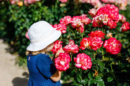 Portrait of little toddler girl in blossoming rose garden. Cute beautiful lovely child having fun with roses and flowers in a park on summer sunny day. Happy smiling baby.の写真素材