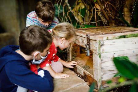 Two kids boys and toddler girl visiting together zoo. Three children watching animals and insects. School boys wearing medicals masks due to pandemic corona virus time. Family on staycationの写真素材