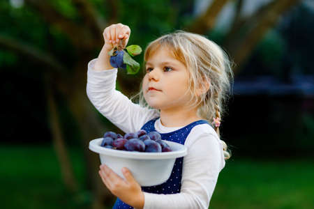 Cute little toddler girl picking ripe plums from tree in garden. Happy child holding fresh fruits. Healthy organic fruit, summer harvest season. Kid learning healthy food.の写真素材