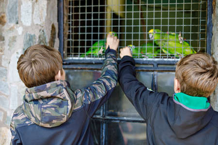 Two kids boys feeding parrots in zoological garden. Children playing and feed trusting friendly birds in zoo. Siblings and friends learning about wildlife and parrot.の写真素材