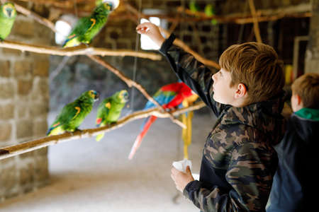 Gorgeous school kid boy feeding parrots in zoological garden. Child playing and feed trusting friendly birds in zoo and wildlife park. Children learning about wildlife and parrot.の写真素材