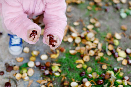 Closeup of hands of toddler girl picking chestnuts in a park on autumn day. Child having fun with searching chestnut and foliage. Autumnal activities with children.の写真素材