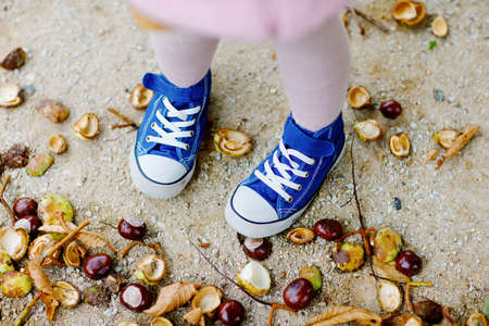 Closeup of feet and shoes of toddler girl picking chestnuts in a park on autumn day. Child having fun with searching chestnut and foliage. Autumnal activities with children.の写真素材