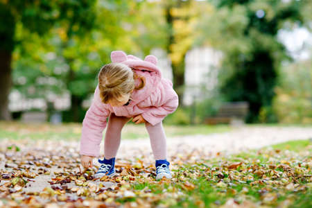 Adorable cute toddler girl picking chestnuts in a park on autumn day. Happy child having fun with searching chestnut and foliage. Autumnal activities with children.の写真素材