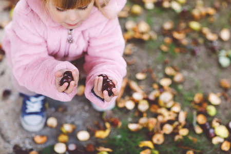Closeup of hands of toddler girl picking chestnuts in a park on autumn day. Child having fun with searching chestnut and foliage. Autumnal activities with children.の写真素材