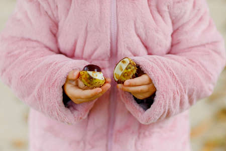 Closeup of hands of toddler girl picking chestnuts in a park on autumn day. Child having fun with searching chestnut and foliage. Autumnal activities with children.の写真素材