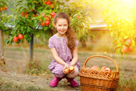Portrait of little schoool girl in colorful clothes and rubber gum boots with red apples in organic orchard. Adorable happy healthy baby child picking fresh ripe fruits from trees and having fun.の写真素材