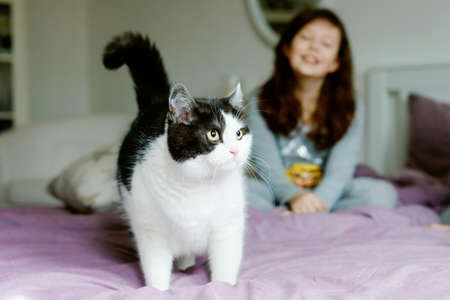 Cute adorable school kid girl cuddling and playing together with cat in bed in morning. Happy family, friendship between child and pet animal.の写真素材