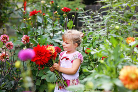 Portrait of little toddler girl admiring bouquet of huge blooming red and pink dahlia flowers. Cute happy child smelling and counting flower on sunny summer day, outroors, in garden.の写真素材