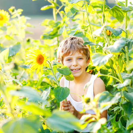 Adorable little blond kid boy on summer sunflower field outdoors. Cute preschool child having fun on warm summer evening at sunset. Kids and natureの写真素材