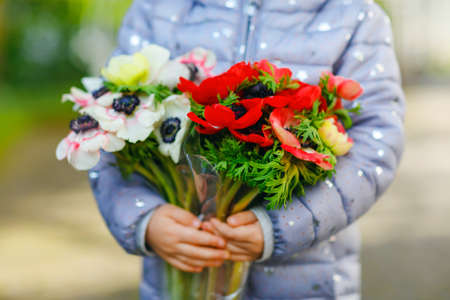 Closeup of little toddler lovely girl hands with red and white ranunculus flowers in spring garden. Close-up of baby holding fresh colorful bouquet as gift for mothers day for mum.の写真素材