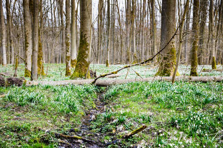 Beautiful blooming early spring snowflake flowers leucojum vernum in a spring forest. Forest floor covered by spring snowflakes German Maerzenbecher, lat. Leucojum vernumの写真素材