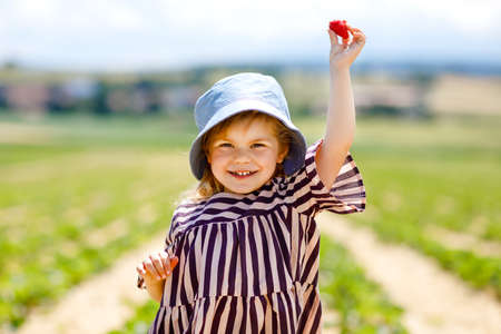 Portrait of happy little toddler girl picking and eating healthy strawberries on organic berry farm in summer, on sunny day. Smiling child. Kid on strawberry plantation field, ripe red berries.の写真素材