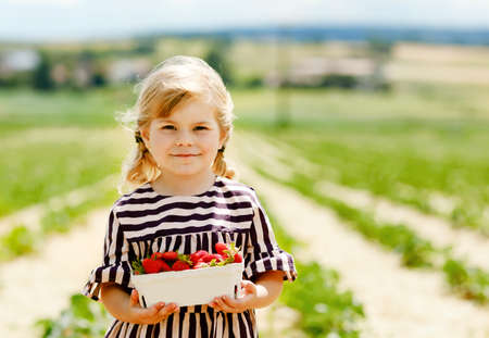 Portrait of happy little toddler girl picking and eating healthy strawberries on organic berry farm in summer. Child holding box with berries, copy space for text. Kid on strawberry plantationの写真素材