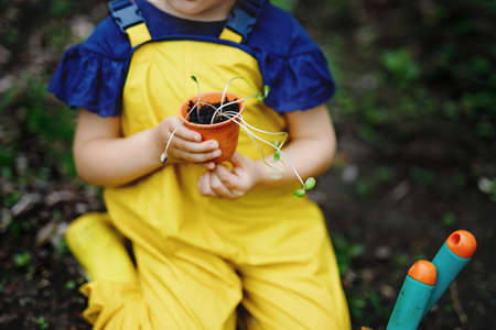 Close-up of hands of little preschool girl planting seedlings of sunflowers in garden. Toddler child learn gardening, planting and cultivating flower and plant. Kids and ecology, environment concept.の写真素材