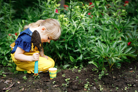 Little preschool girl planting seedlings of sunflowers in domestic garden. Toddler child learn...