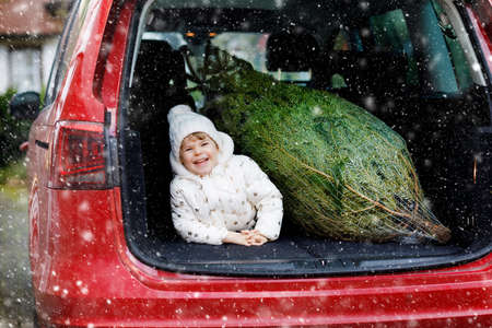 Adorable little toddler girl with Christmas tree inside of family car. Happy healthy baby child in winter fashion clothes choosing and buying big Xmas tree for traditional celebration.の写真素材