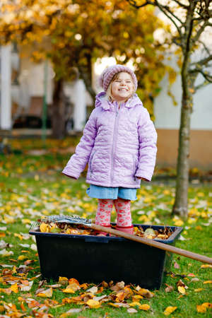 Little toddler girl working with rake in autumn garden or park. Adorable happy healthy child having fun with helping of fallen leaves from trees. Cute helper outdoors. child learning help parentsの写真素材