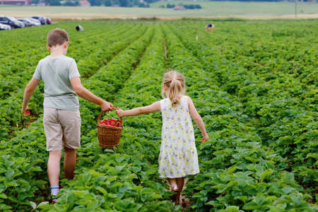 Two siblings, preschool girl and school boy having fun with picking on strawberry farm in summer. Children, sister and brother eat healthy organic food, fresh strawberries. Kids helping with harvest.の写真素材