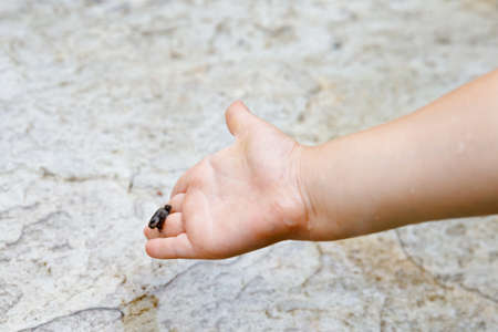 Little preschool girl holding small wild frog. Happy curious child watching and exploring animals in nature.の写真素材